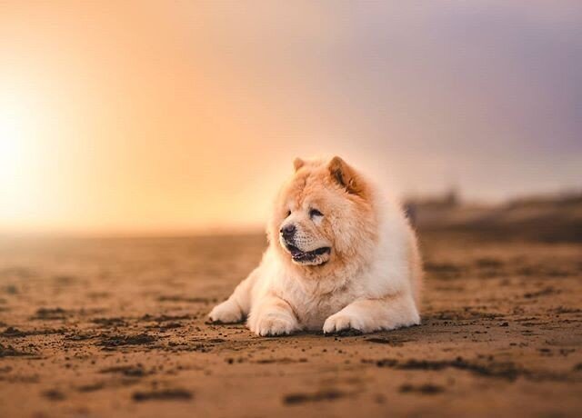 Reposting @dogandco.photography:⠀
Want to have your work featured on The Pet Photographer&rsquo;s Club? Use #petphotographersclub⁣ #feature ⠀
...⠀
"L A C E Y 🌅 It was so nice to finally get back out to Muriwai beach a few days ago with the cutest chow chow ever, Lacey! It is the perfect time of the year to book sunset shoots now that sundown is nice and early. Get in touch to secure your booking 💟⠀
.⠀
.⠀
.⠀
#chowchow #dog #dog_features #dogsofig #instadog #adventuredog #dogstagram #aucklanddogs #dogsofauckland #nzdogs #dogsofnewzealand #petlifenz #ilovedogs #dogsofnz #auckland #nikond750 #newzealand #newzealandphotography #shoplocalnz #excellent_dogs #dogphotography #doglife #dogoftheday #doglove #petphotographersclub #bestwoof10k #aestheticdogs #dogportrait