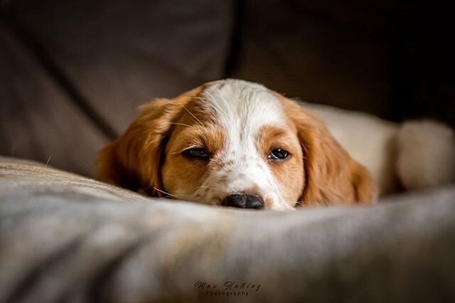 Reposting @maxhallingphotography:⠀
Want to have your work featured on The Pet Photographer&rsquo;s Club? Use #petphotographersclub⁣ #feature ⠀
...⠀
"It&rsquo;s a hard life being 8 weeks old. .⠀
.⠀
.⠀
.⠀
.⠀
#cockerspaniel #dogsofinstagram #cocker #dog #dogs #cockerspanielsofinstagram #puppy #cockerdream #cockerspanielpuppy #spaniel #cockerspanielworld #englishcockerspaniel #instadog #dogoftheday #cockerlove #spanielsofinstagram #cockerlovers #puppylove #dogstagram #puppiesofinstagram #cockerspanielcuties #doglover #love #cockersofinstagram #cockerspaniellove #cockerworld #cockerspanielclub #doglovers