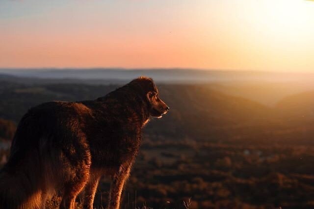 Reposting @amesanimalesphotographies:￼⠀
⠀
Want to have your work featured on The Pet Photographer&rsquo;s Club? Use #petphotographersclub⁣ #feature ⠀
...⠀
"🌙⠀
Le Divin 💫⠀
-⠀
Le partage de l&rsquo;instant ; le silence du moment. O&ugrave; les animaux peuvent profiter du paysage.⠀
&bull;⠀
&bull;⠀
#doglandscapecontest #dog #dogs #doglovers #dogsofinstagram #doglife #dogphotographeroftheyear #dogphotography #dogadventure #dogphotoshoot #dogphotos #dogportrait #dogphotographer #hundeliebe #hundefotografie #getinspiredacn #jura #juramountains #mountains #mountainlovers #montagne"