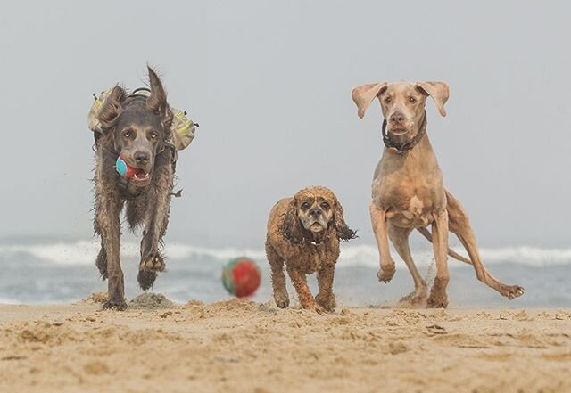 MEET A MEMBER: Terri Jacobson of Terri Jacobson Photography, based in Salem, USA⠀
-⠀
I am a pet photographer from Salem, Oregon. By day I am a graphic designer and by night I photograph animals.⠀
-⠀
@jacobson_terri/ #TerriJacobsonPhotography⠀
📷⠀
🌏⠀
🐾⠀
#USApetphotography #USApetphotographer #Salempetphotography #thepetphotographersclub #professionalpetphotography #petphotographersclub #petphotographer #creativebusinessowner #dogphotographer