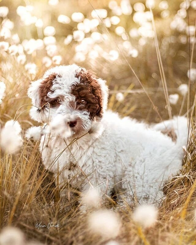 Reposting @nemeth.photography:⠀
Want to have your work featured on The Pet Photographer&rsquo;s Club? Use #petphotographersclub⁣ #feature ⠀
⠀
⠀
...⠀
""Dawn is the time when nothing breathes, the hour of silence. Everything is transfixed, only the light moves."⠀
Leonora Carrington⠀
⠀
Nikon D7500 Nikkor 50mm 1.4 #spanskvannhund #spanskvannhundnorge #spanishwaterdog #petphotographersclub #nikonphoto #createyourstory #hn_f #dogumented #hundeblick #hondenfotografie #tierfotografie #dogphotographer #dogportrait #dog #hund #dogfeature #dogwithajob #worldwidedogs #hundepotografie"